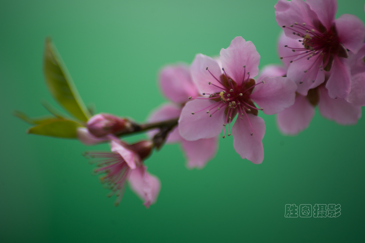 南通桃花20151-250 秒 (f - 6.3)ISO 100300 mm-7.jpg