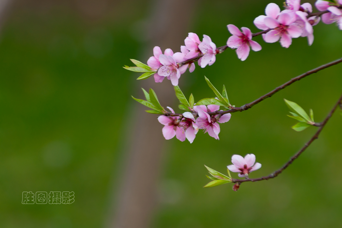 南通桃花20151-80 秒 (f - 8.0)ISO 200300 mm-7.jpg