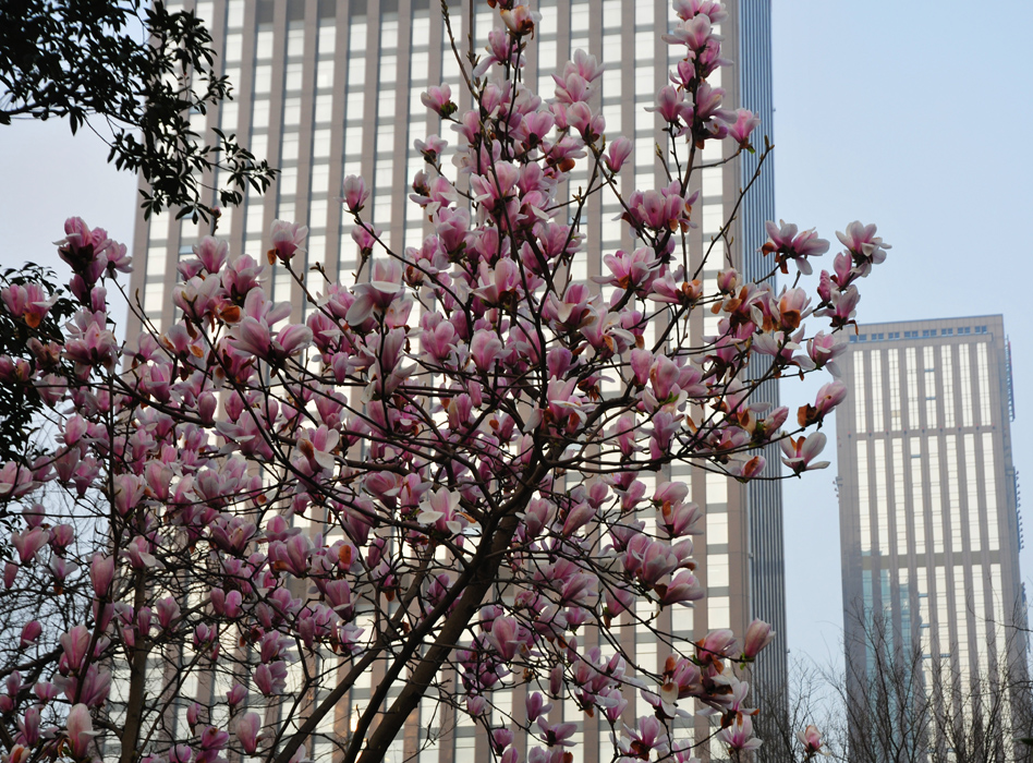 新区中央公园春景醉人 (3).jpg