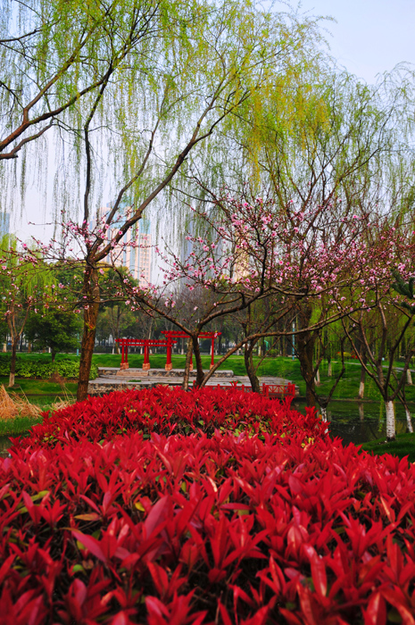 新区中央公园春景醉人 (5).jpg