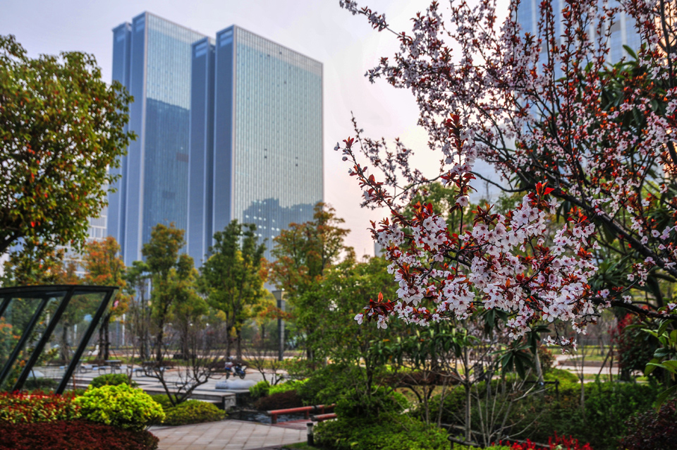 新区中央公园春景醉人 (7).jpg