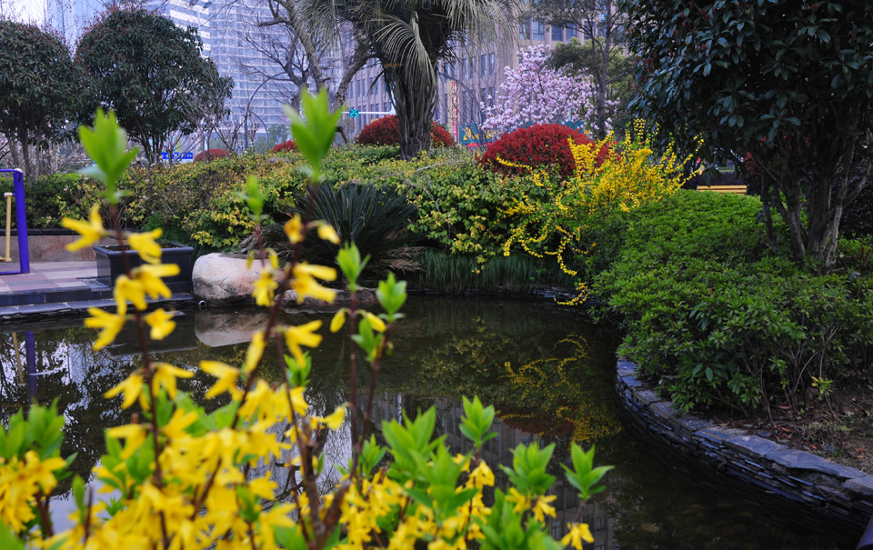 新区中央公园春景醉人 (10).jpg