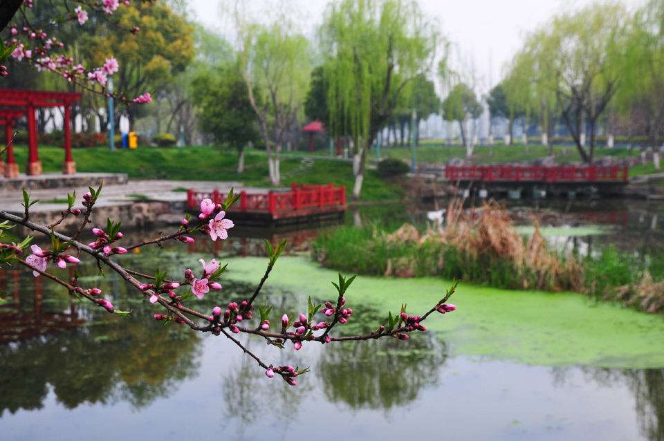 新区中央公园春景醉人 (12).jpg