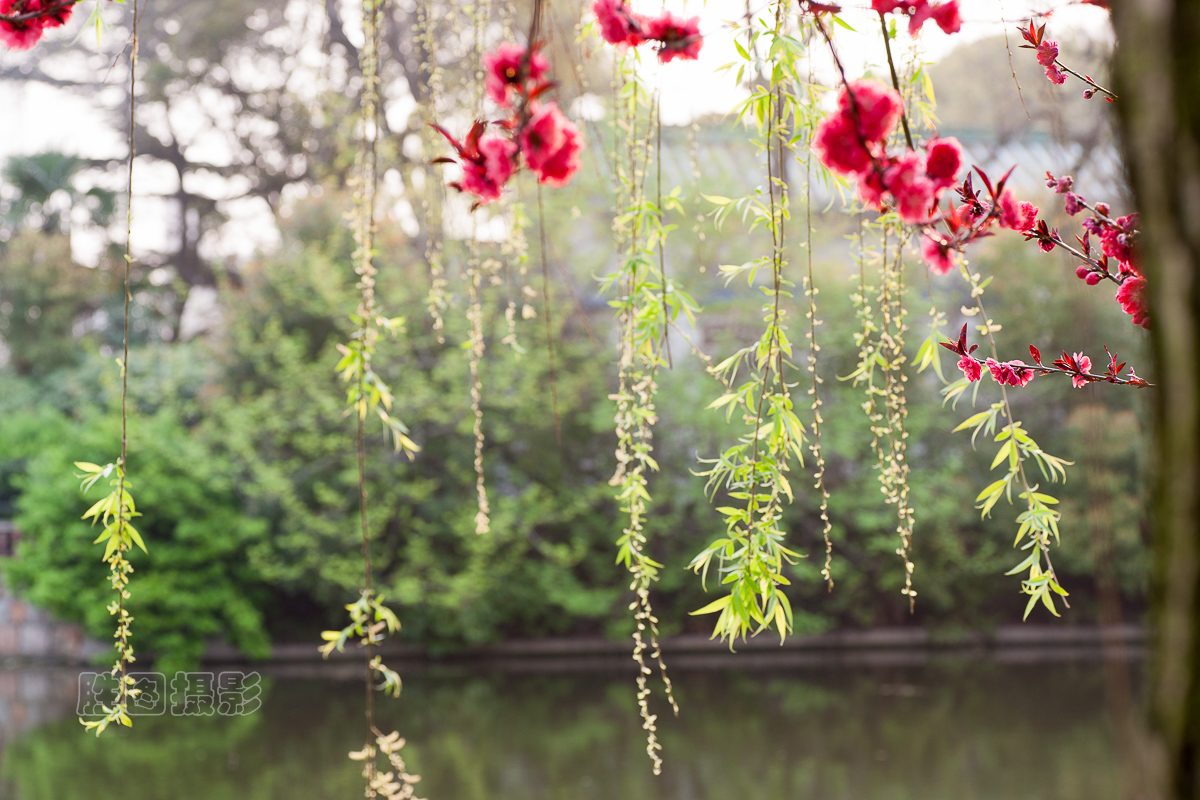 西公园桃花20151-50 秒 (f - 7.1)ISO 20090 mm.jpg