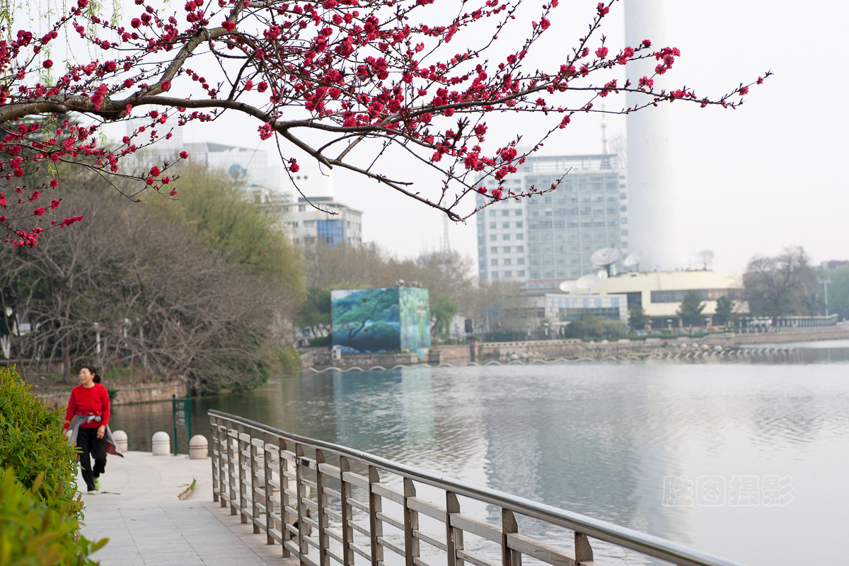 西公园桃花20151-160 秒 (f - 7.1)ISO 20090 mm-7.jpg