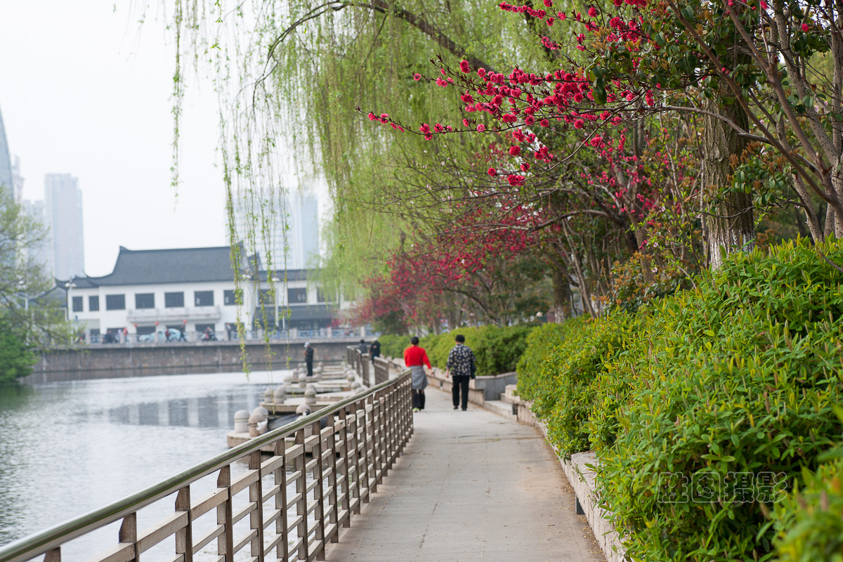 西公园桃花20151-160 秒 (f - 7.1)ISO 20090 mm-10.jpg