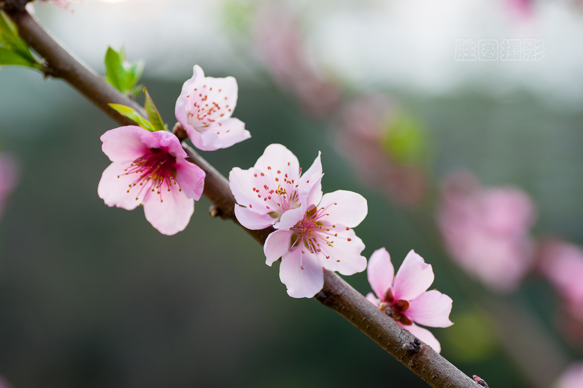 西公园桃花20151-200 秒 (f - 4.5)ISO 20090 mm.jpg