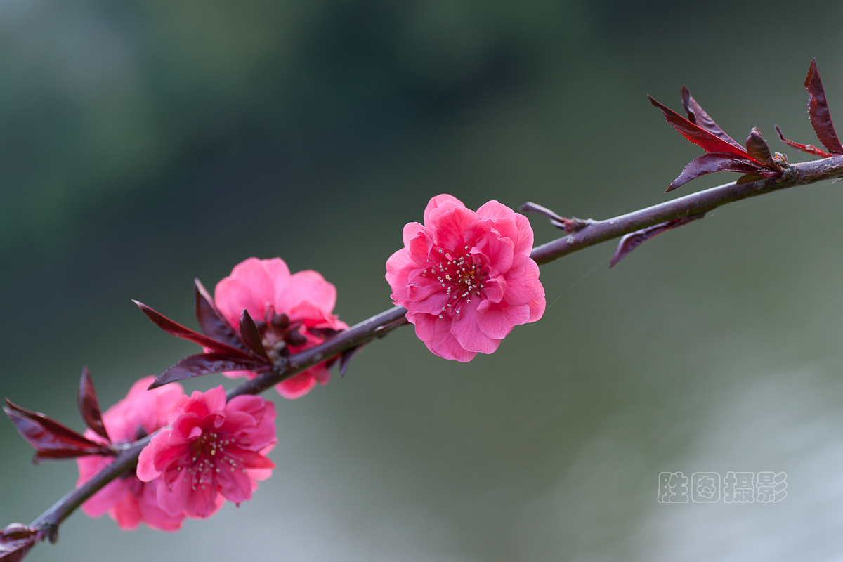 西公园桃花20151-200 秒 (f - 4.5)ISO 20090 mm-25.jpg