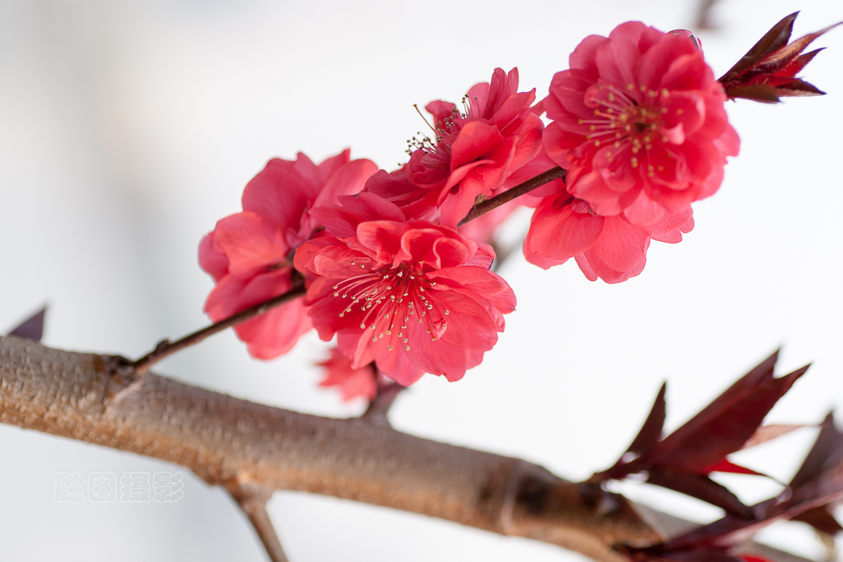西公园桃花20151-200 秒 (f - 4.5)ISO 20090 mm-31.jpg