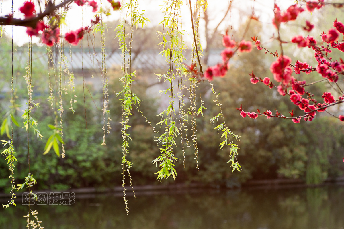 西公园桃花20151-200 秒 (f - 4.5)ISO 20090 mm-40.jpg