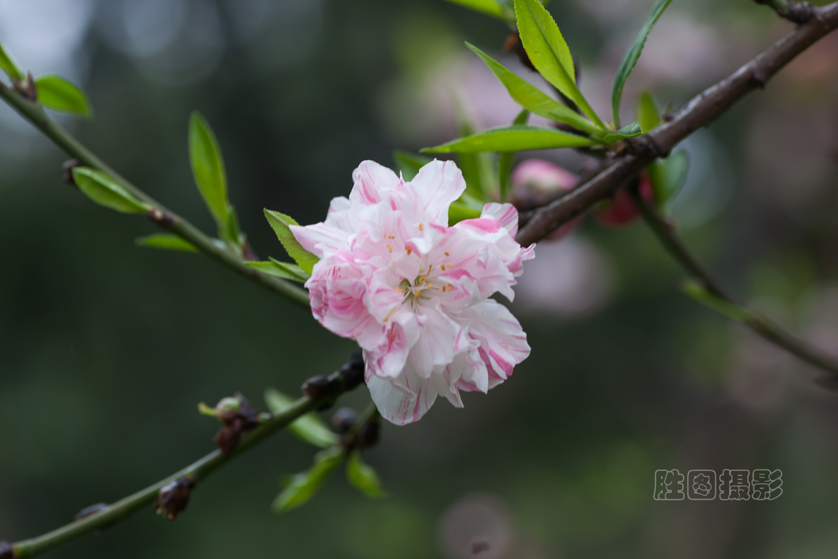 濠河绿化带樱花20151-40 秒 (f - 5.6)ISO 10090 mm-4.jpg