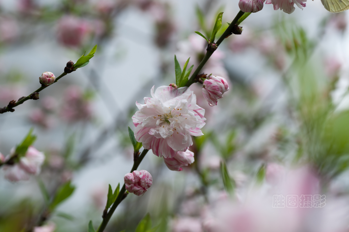 濠河绿化带樱花20151-40 秒 (f - 7.1)ISO 10090 mm.jpg