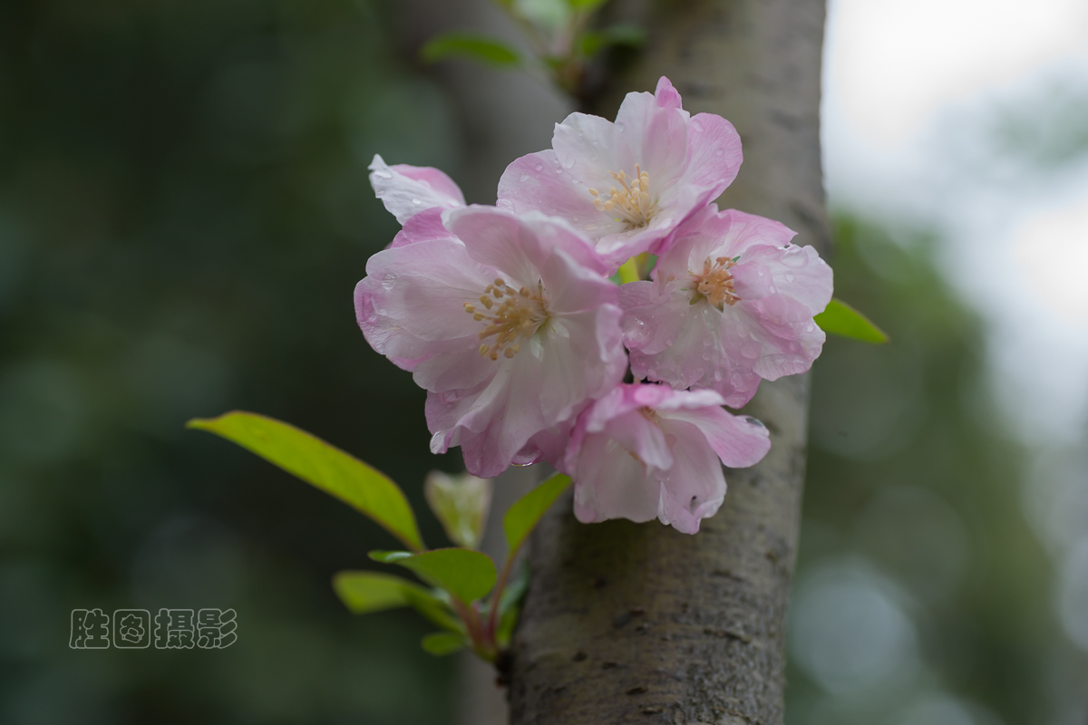 濠河绿化带樱花20151-50 秒 (f - 5.0)ISO 10090 mm-25.jpg