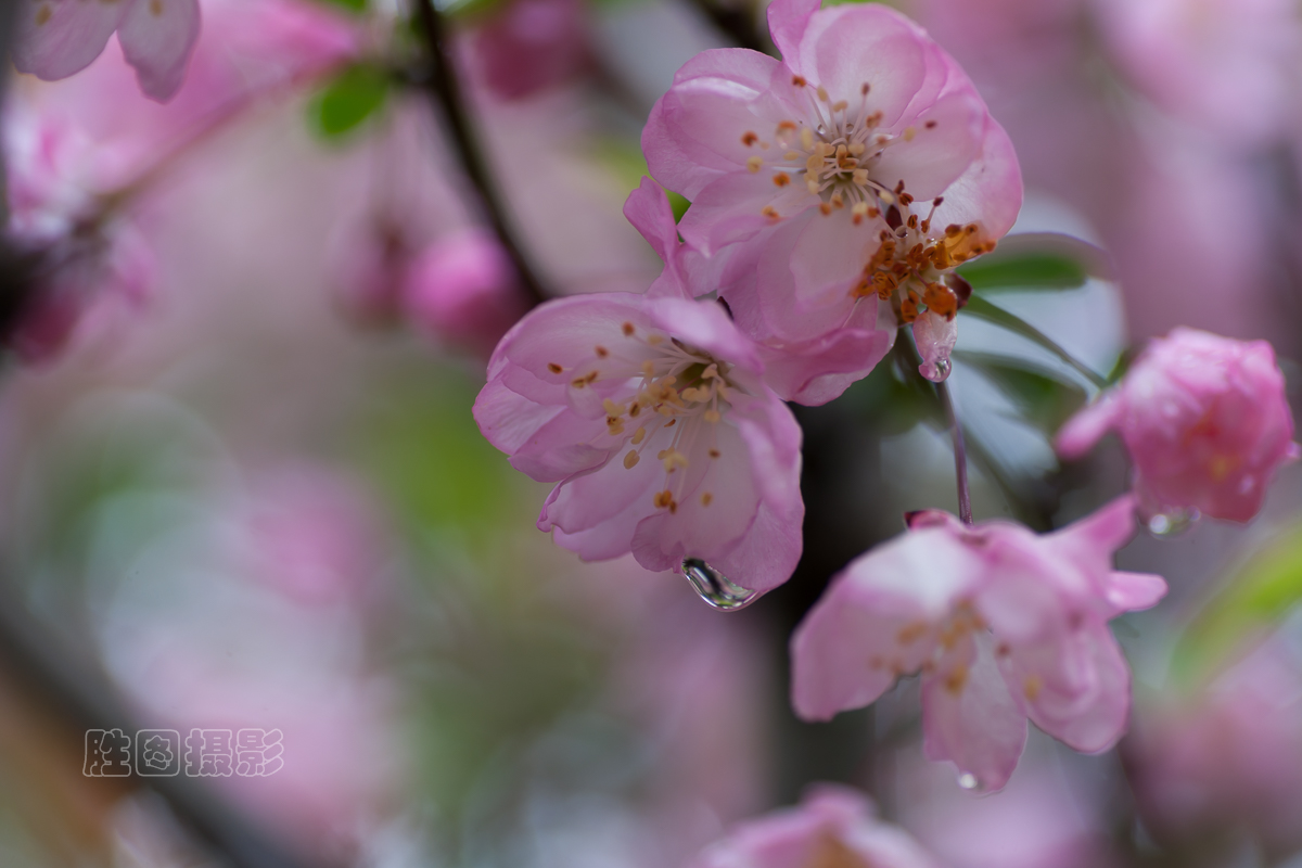 濠河绿化带樱花20151-60 秒 (f - 2.8)ISO 10090 mm.jpg