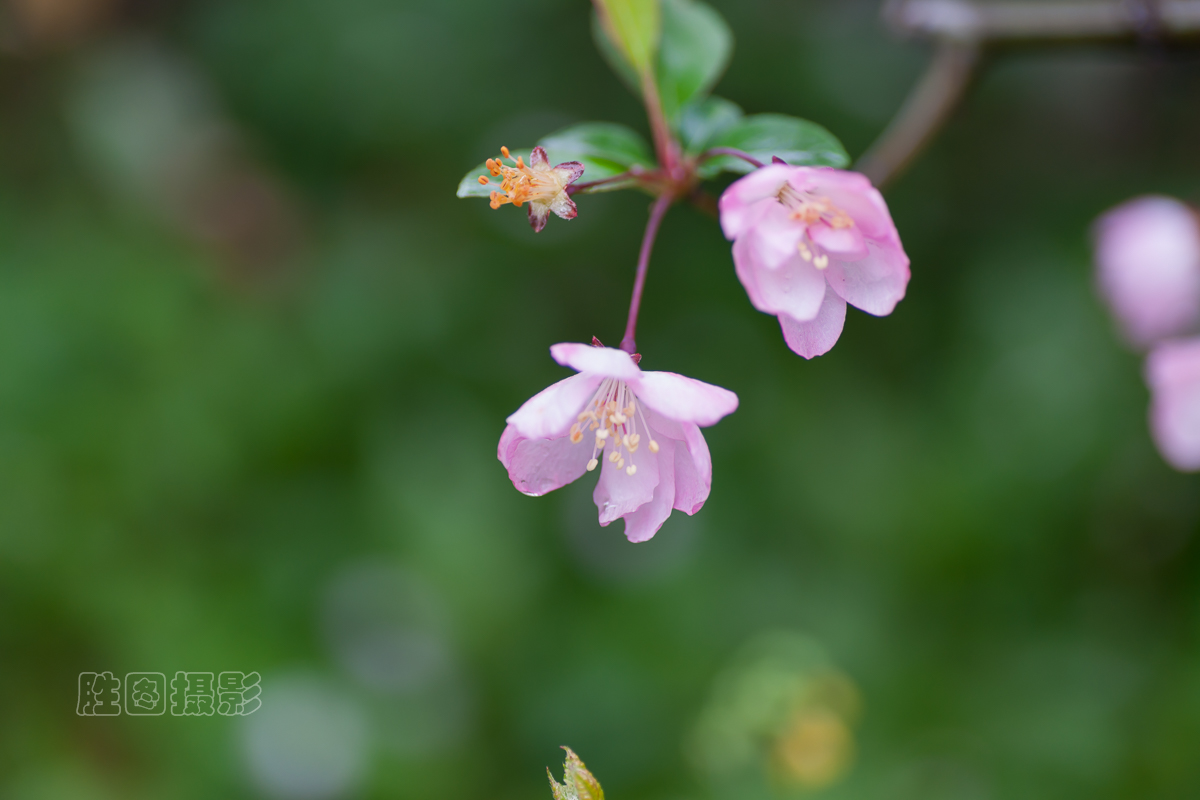 濠河绿化带樱花20151-60 秒 (f - 2.8)ISO 10090 mm-7.jpg