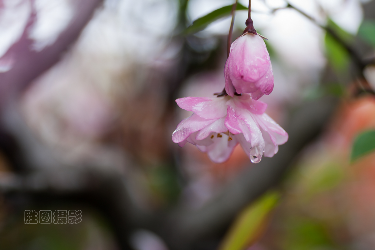 濠河绿化带樱花20151-60 秒 (f - 2.8)ISO 10090 mm-8.jpg