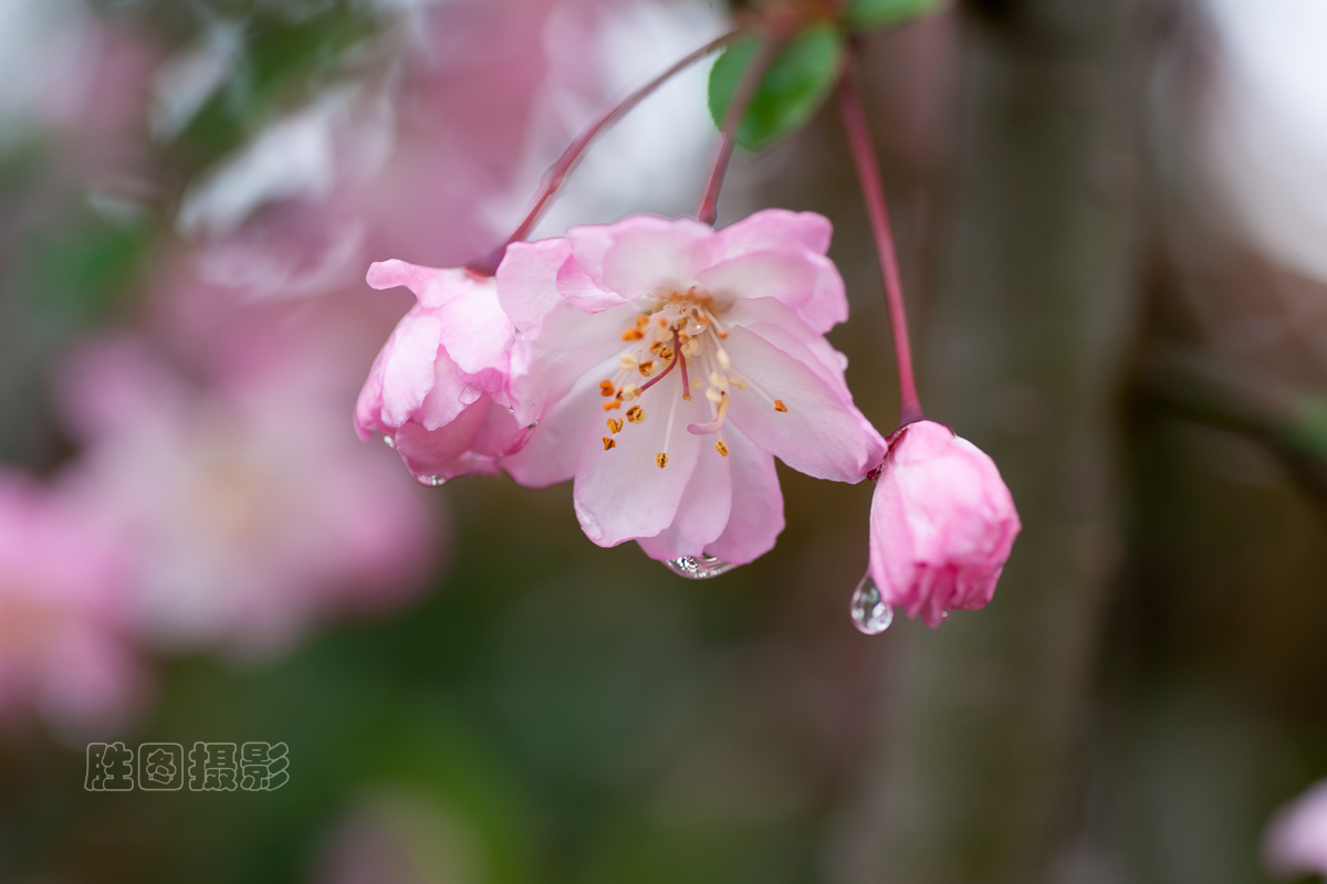 濠河绿化带樱花20151-60 秒 (f - 4.0)ISO 10090 mm-14.jpg
