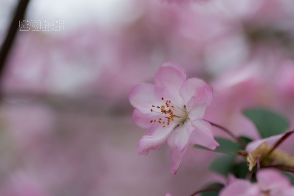 濠河绿化带樱花20151-80 秒 (f - 3.5)ISO 10090 mm-9.jpg