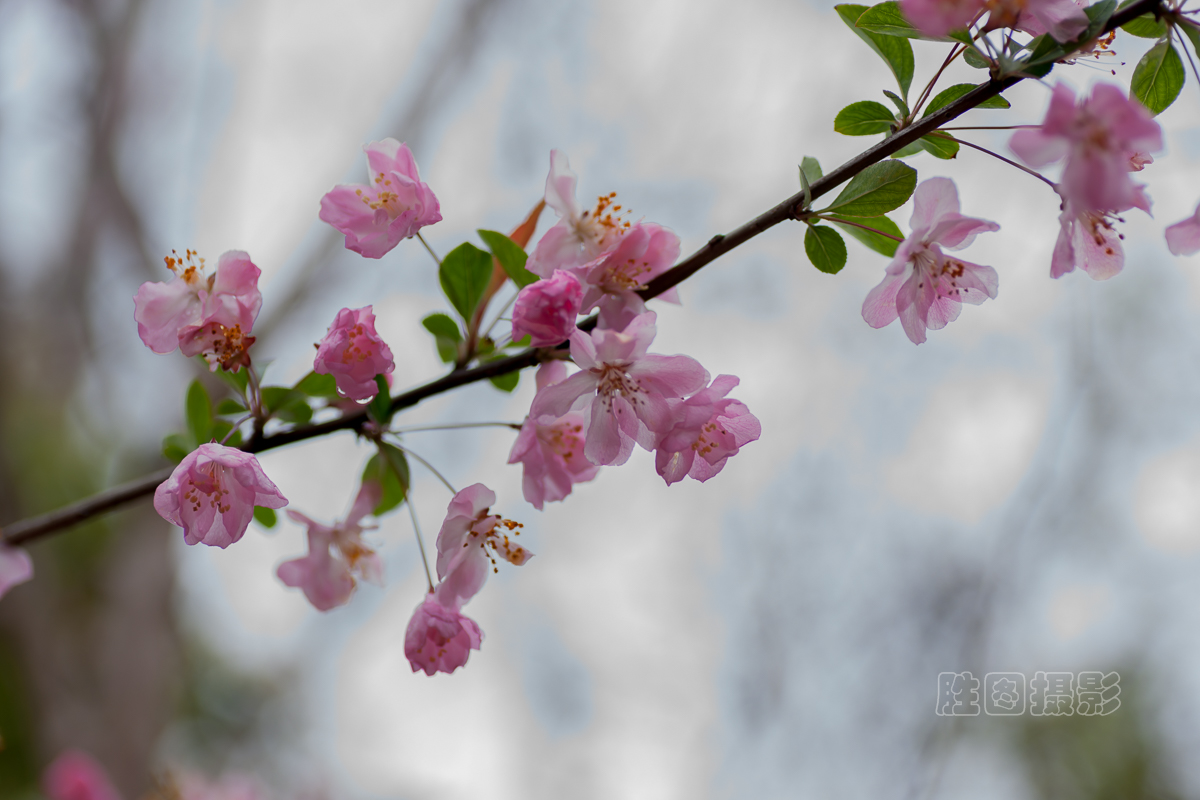 濠河绿化带樱花20151-80 秒 (f - 4.0)ISO 10090 mm-8.jpg