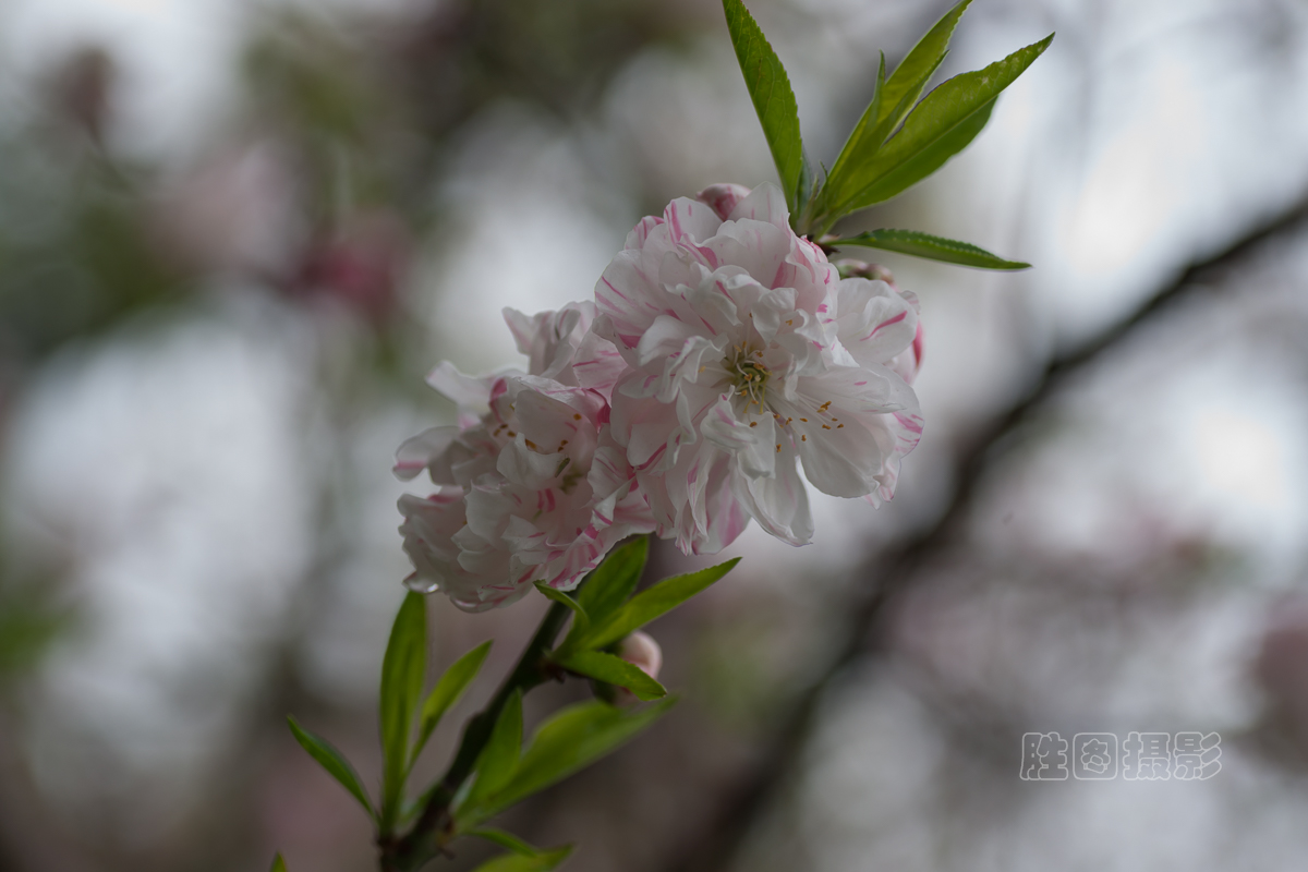 濠河绿化带樱花20151-100 秒 (f - 4.5)ISO 10090 mm-4.jpg