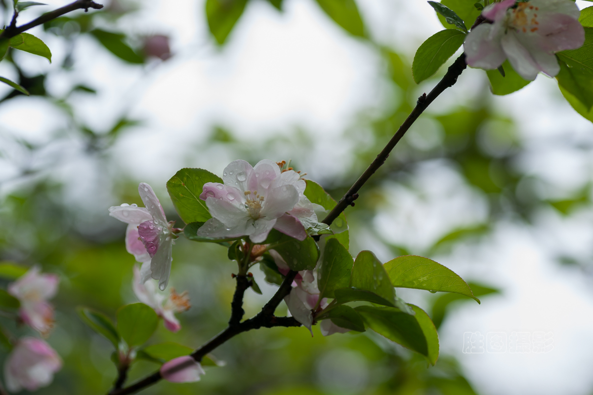 濠河绿化带樱花20151-100 秒 (f - 5.0)ISO 10090 mm.jpg