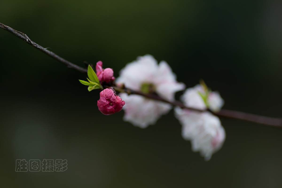 南通濠河花卉20150405光圈优先ISO_10090_mm-51.jpg