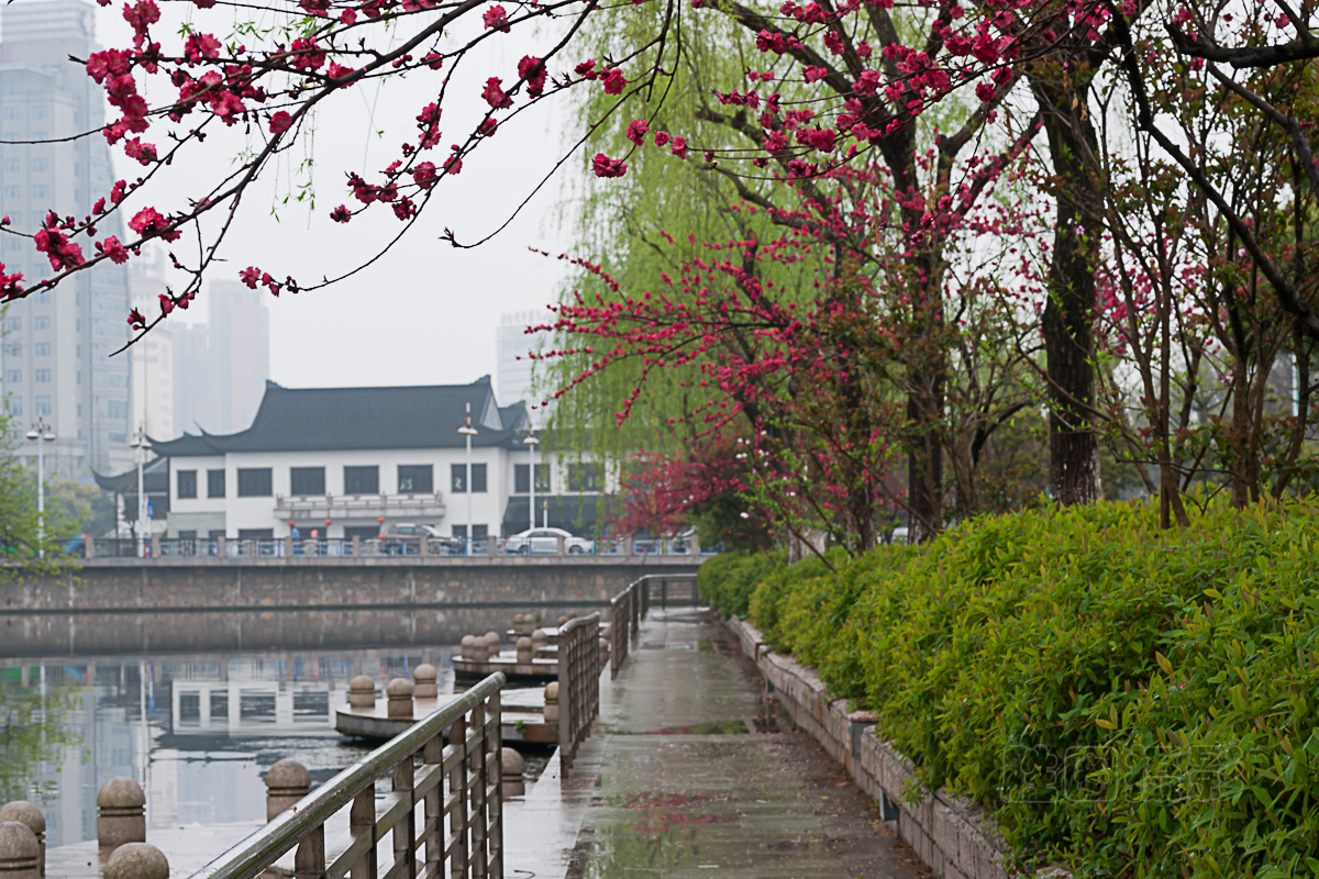 南通濠河花卉20150405光圈优先ISO_10090_mm-68.jpg