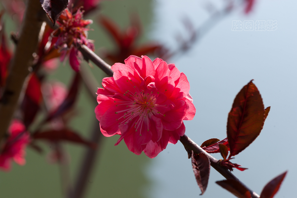 濠河绿化带20151-50 秒 (f - 14)ISO 10090 mm.jpg