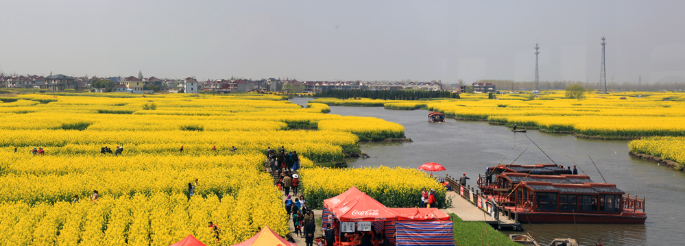 兴化千垛油菜花1副本.jpg