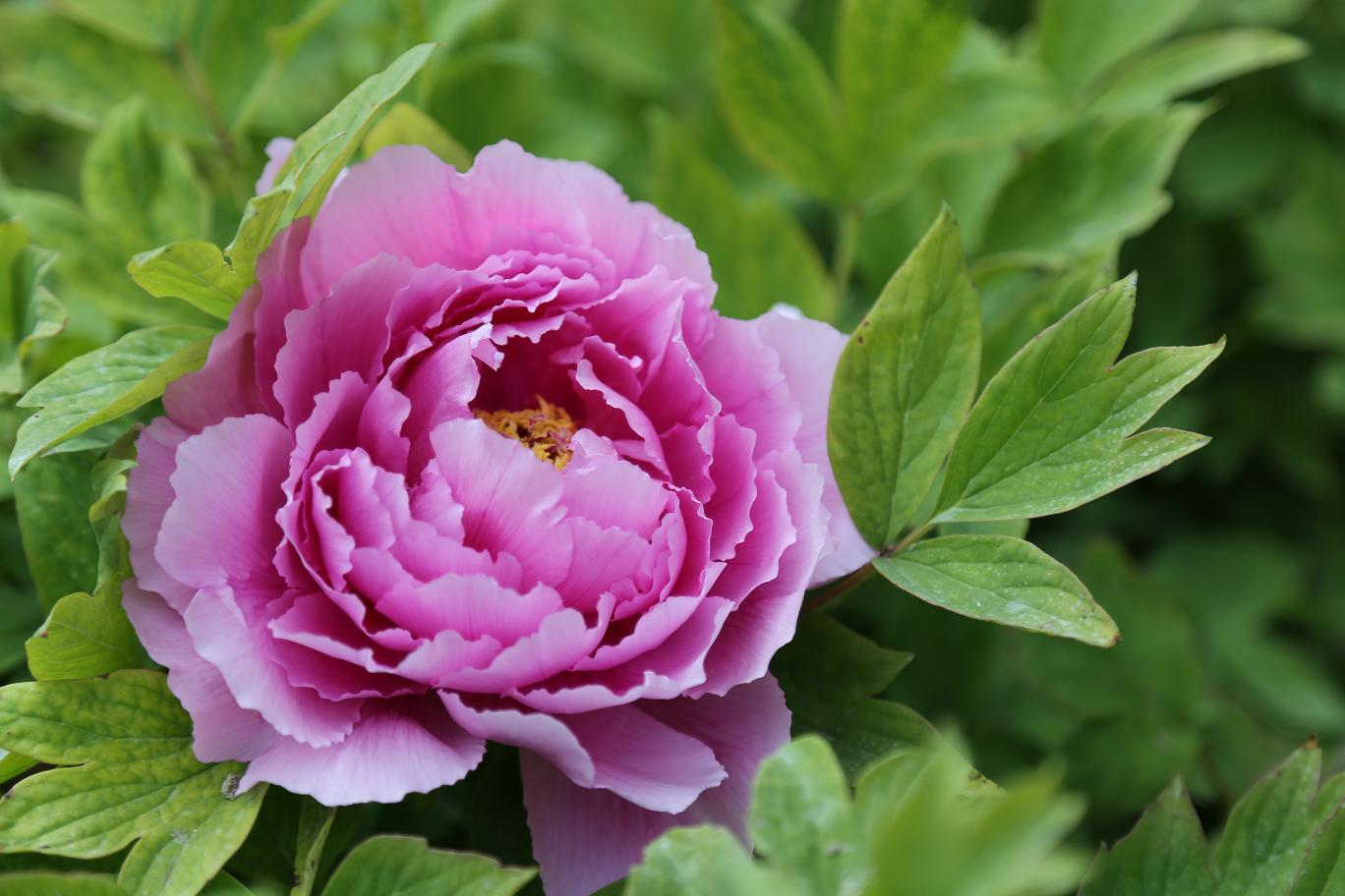 唯有牡丹真国色 2015.4.12 09.jpg