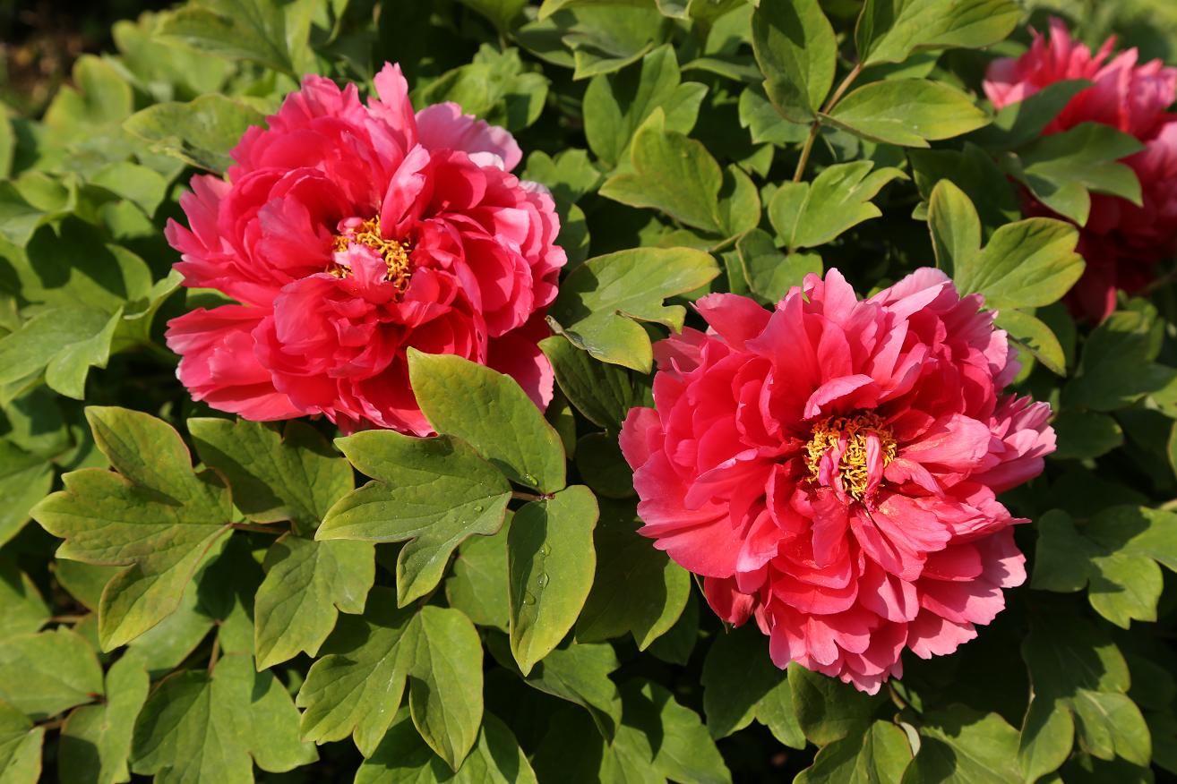 唯有牡丹真国色2015.4.12 10.jpg