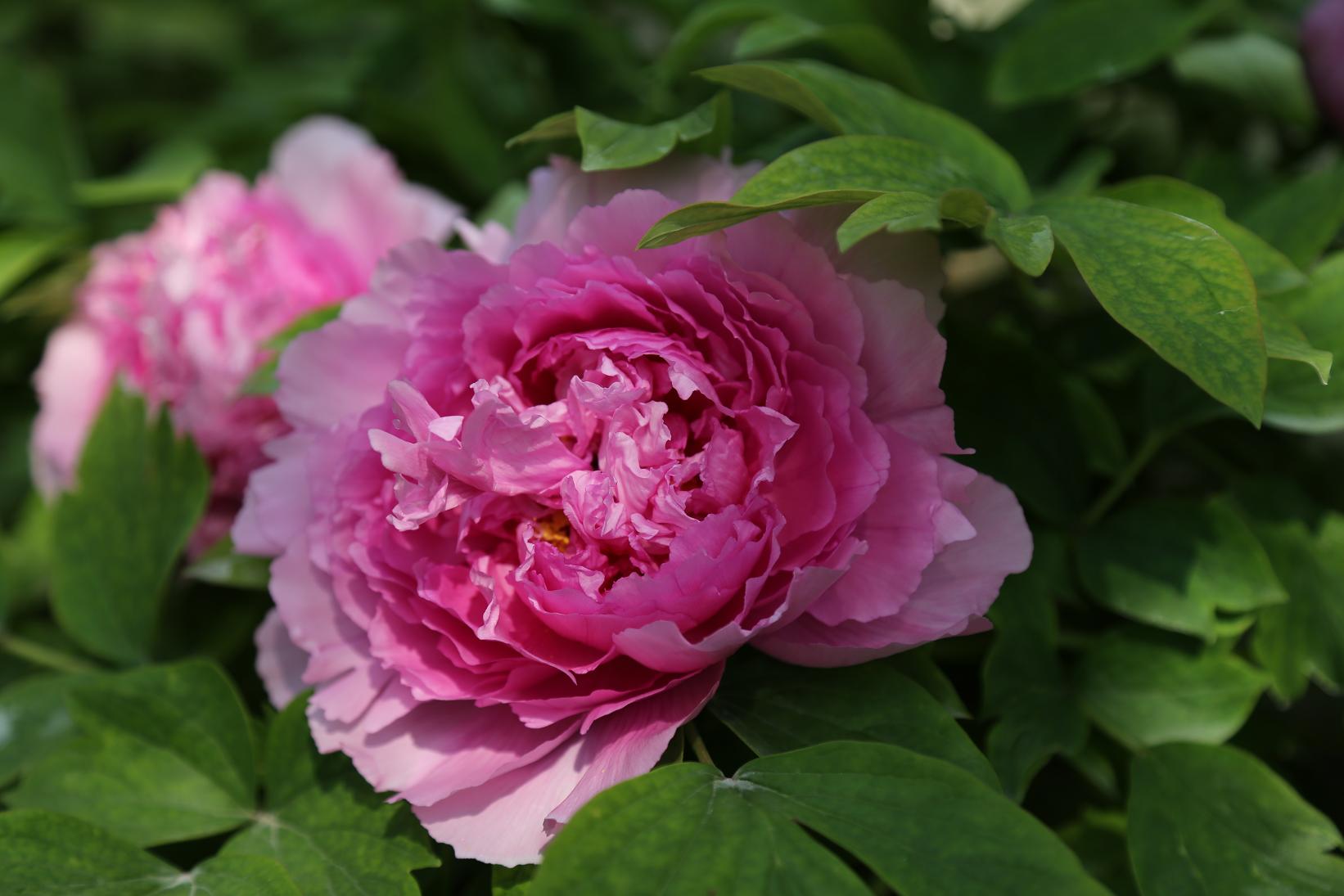 唯有牡丹真国色2015.4.12 05.jpg