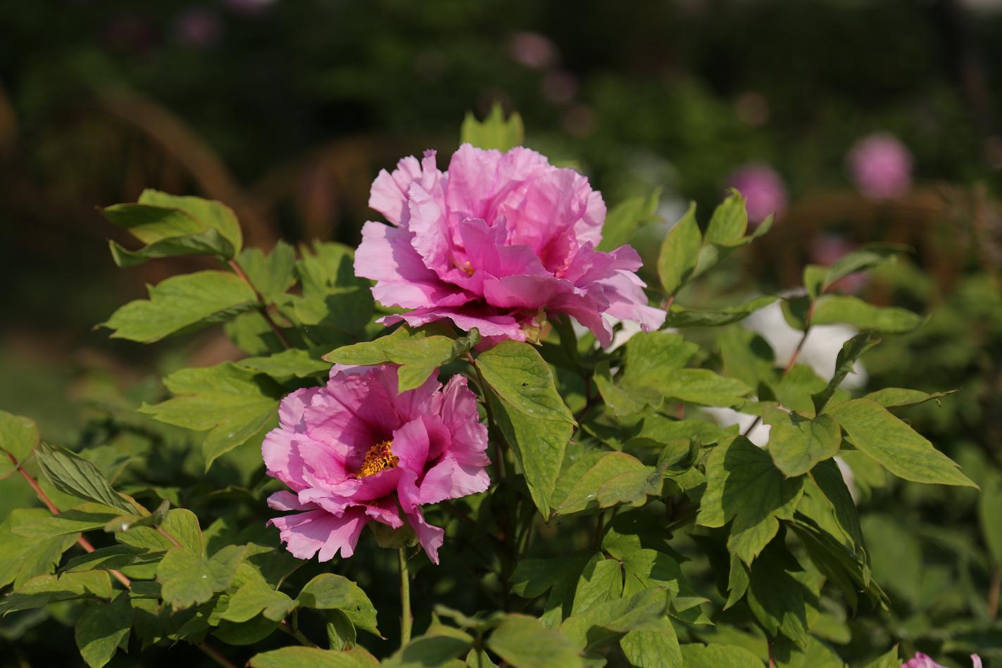 唯有牡丹真国色 2015.4.12 06.jpg