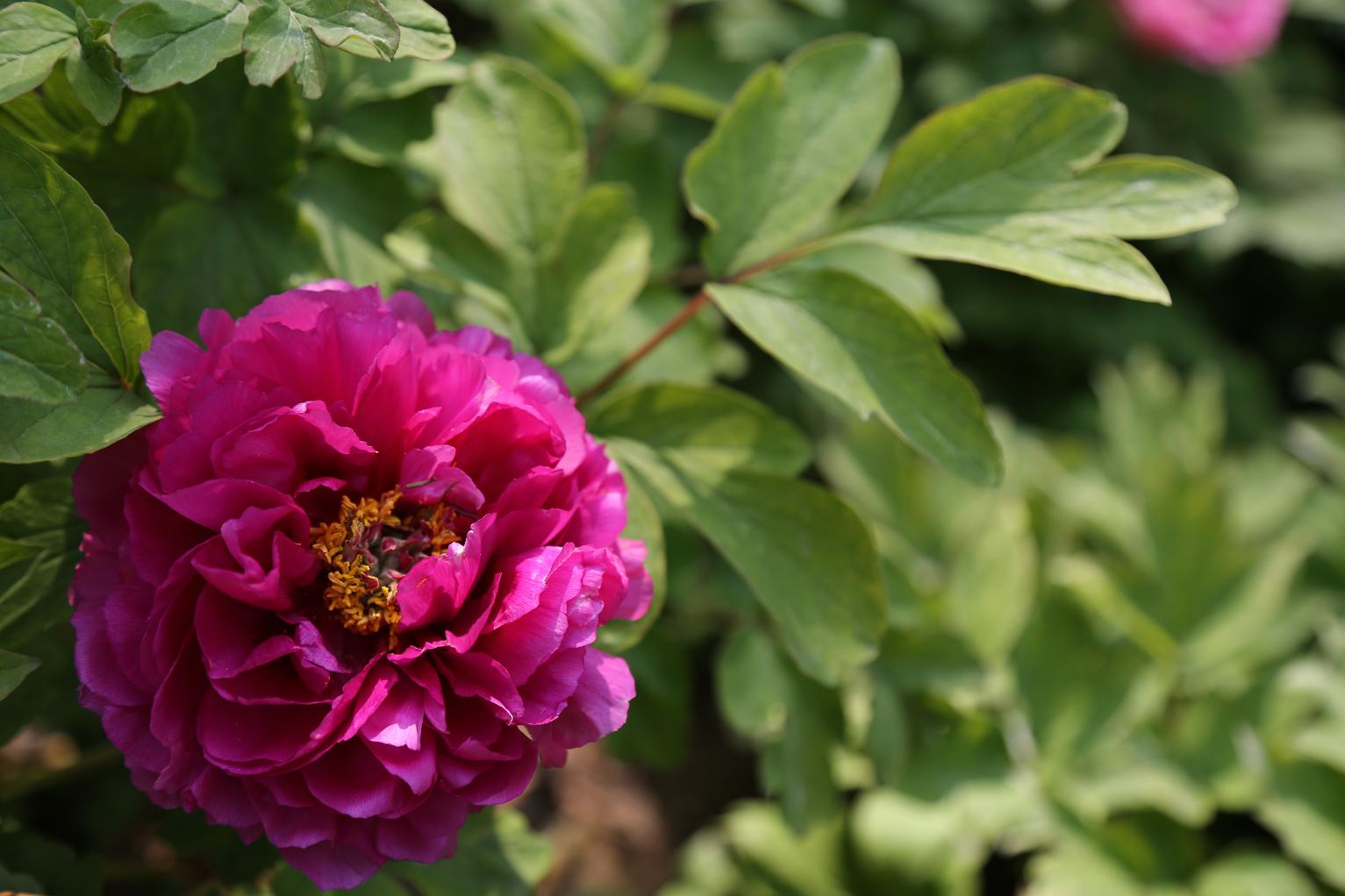 唯有牡丹真国色2015.4.12 04.jpg