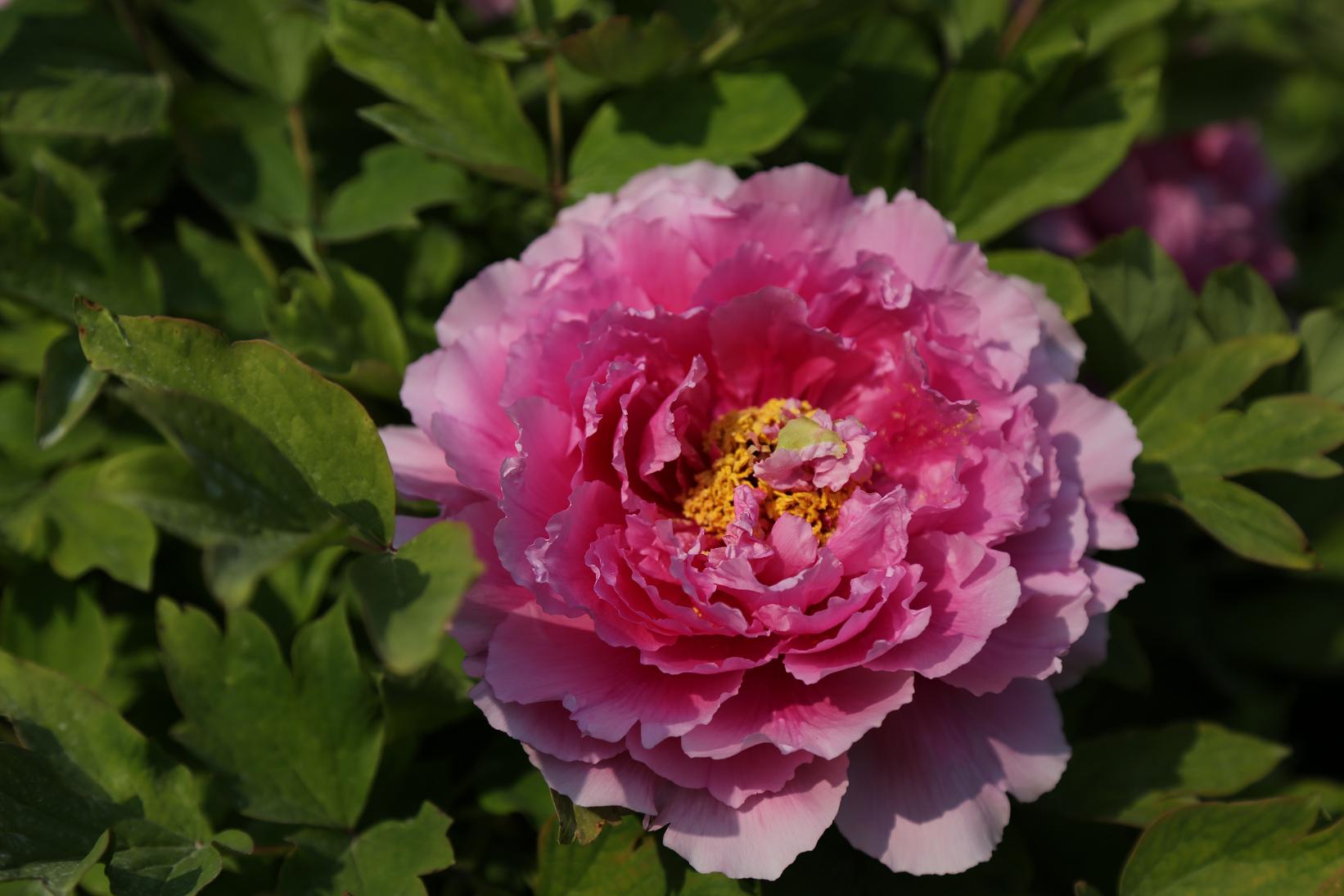 唯有牡丹真国色2015.4.12 03.jpg