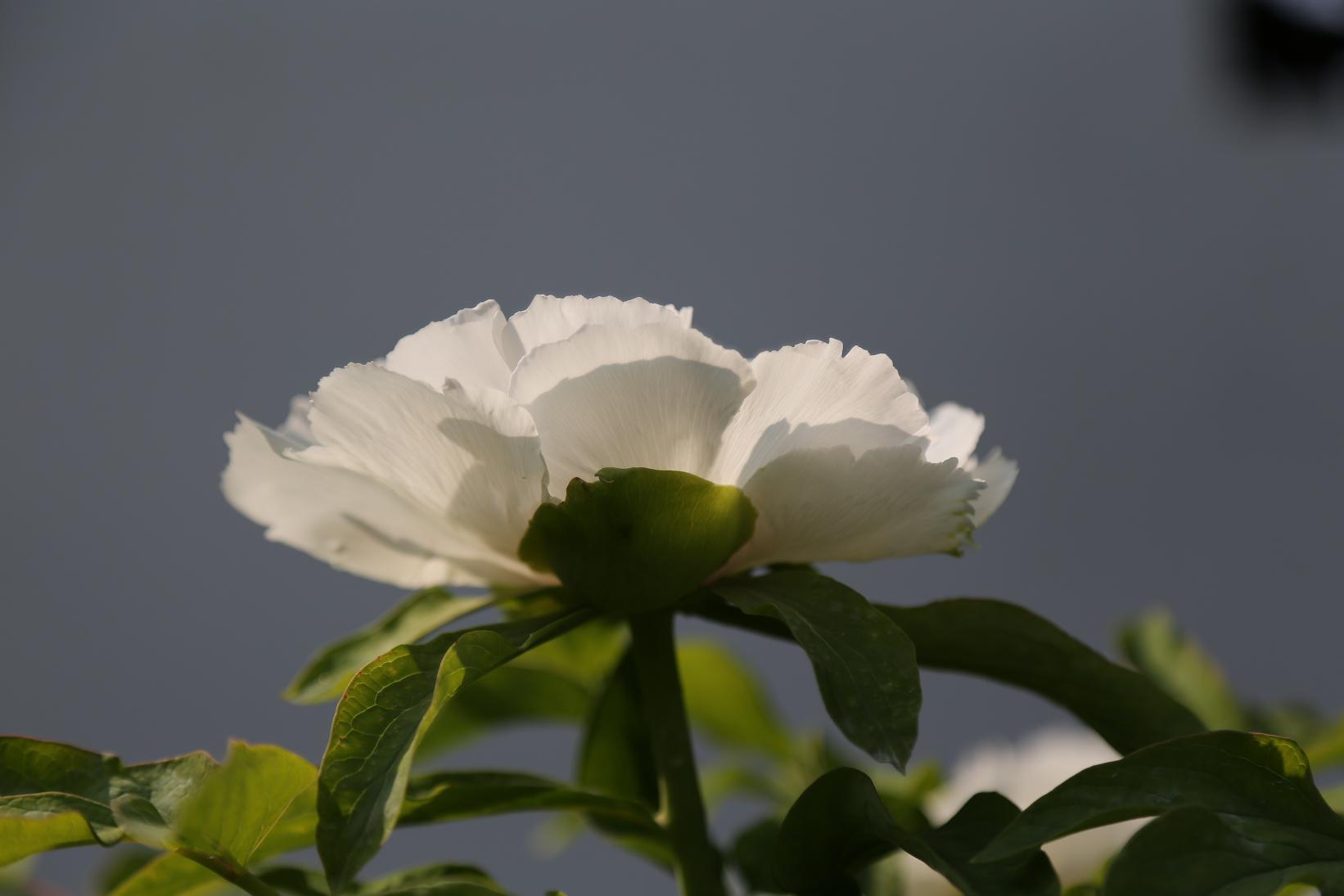 唯有牡丹真国色2015.4.12  02.jpg