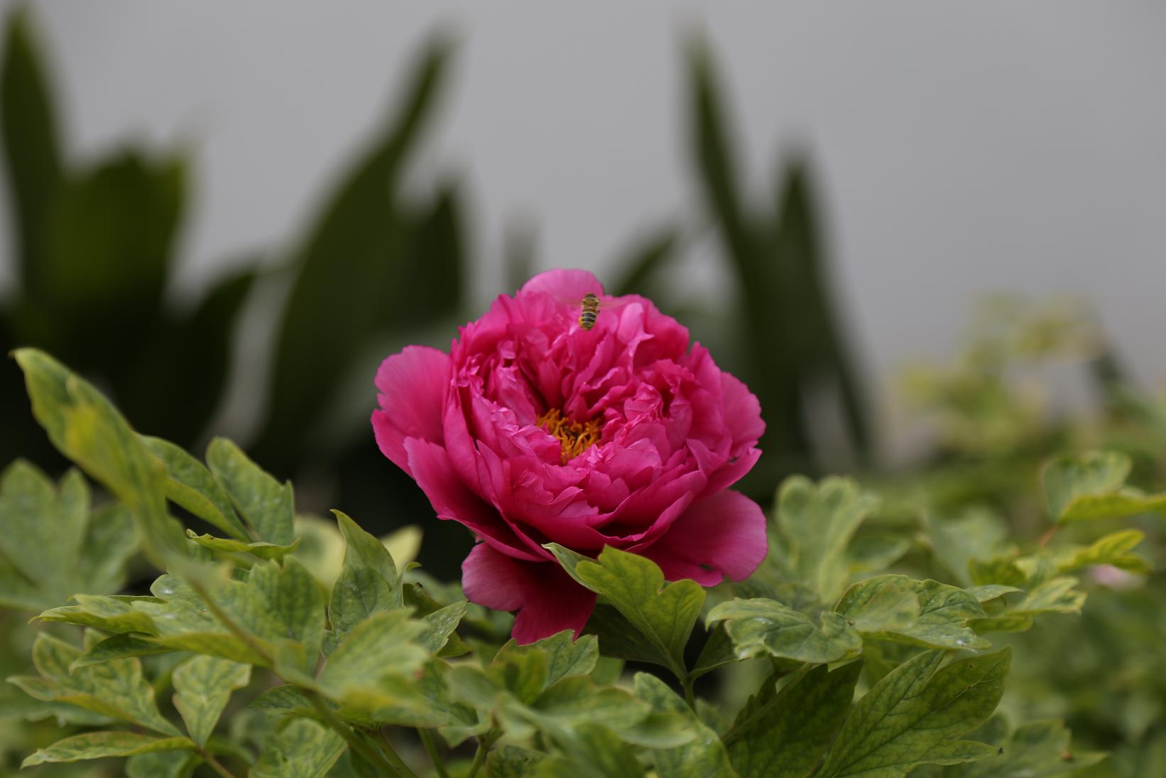 唯有牡丹真国色 2015.4.12  01 .jpg