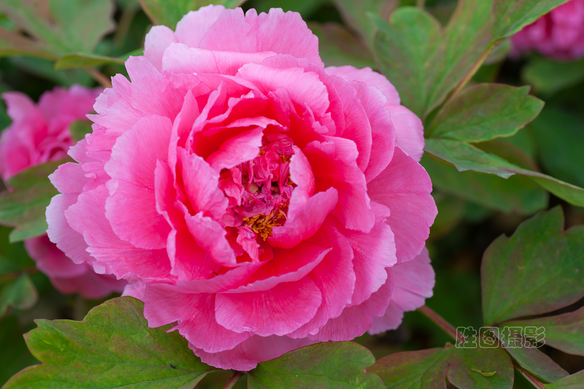 南通狼山牡丹节20151-40 秒 (f - 5.6)ISO 12590 mm.JPG