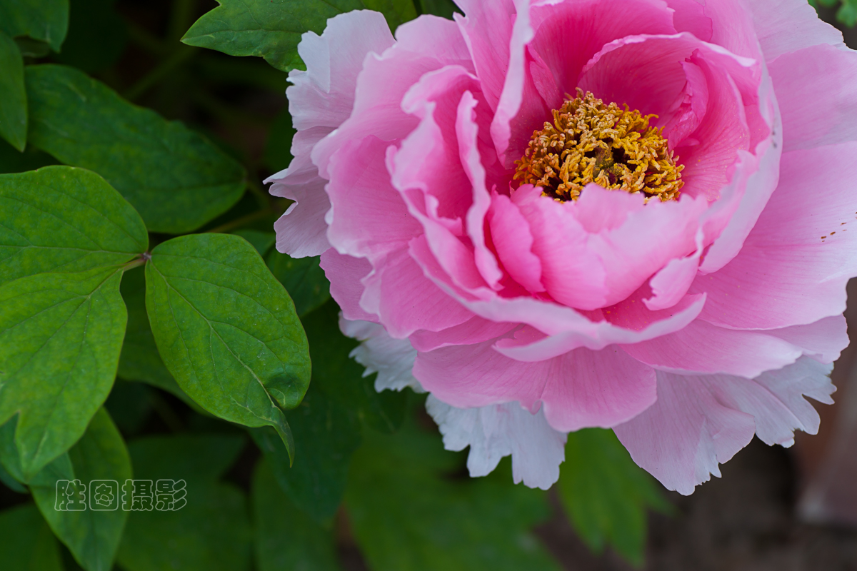 南通狼山牡丹节20151-40 秒 (f - 5.6)ISO 12590 mm-6.JPG