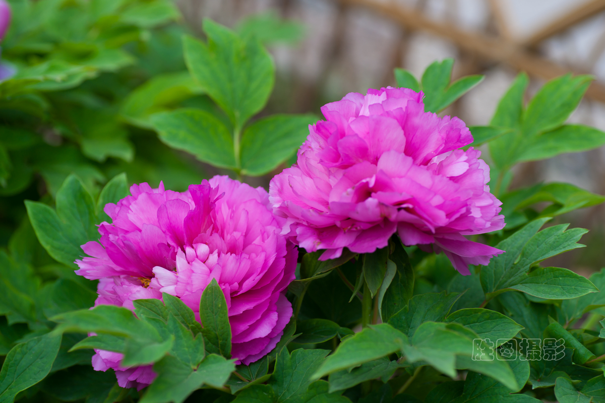 南通狼山牡丹节20151-50 秒 (f - 4.5)ISO 12590 mm.JPG