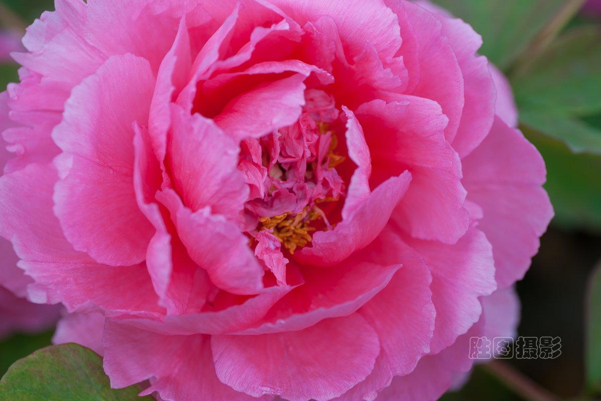 南通狼山牡丹节20151-50 秒 (f - 4.5)ISO 12590 mm-5.JPG