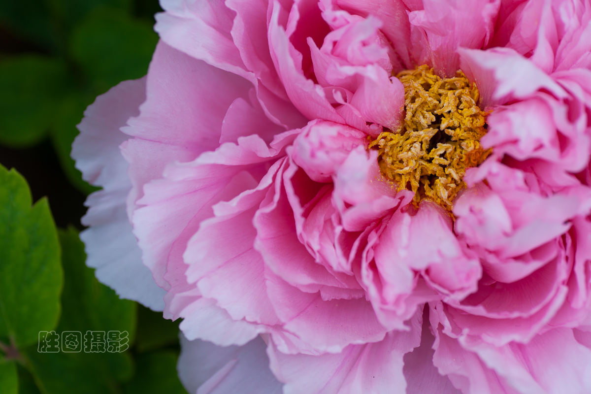 南通狼山牡丹节20151-60 秒 (f - 4.5)ISO 12590 mm-8.JPG