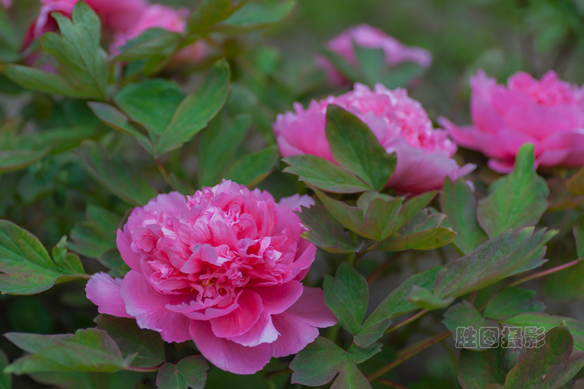 南通狼山牡丹节20151-80 秒 (f - 3.2)ISO 12590 mm.JPG