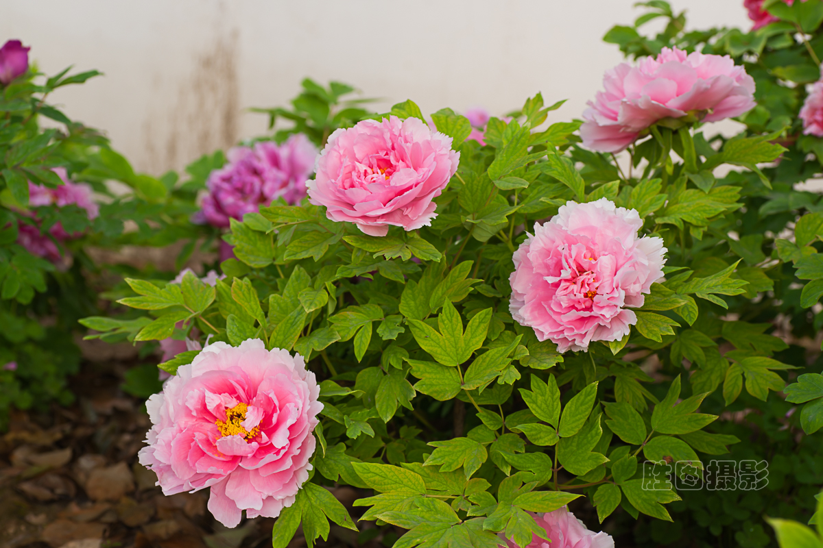 南通狼山牡丹节20151-80 秒 (f - 6.3)ISO 12590 mm.JPG