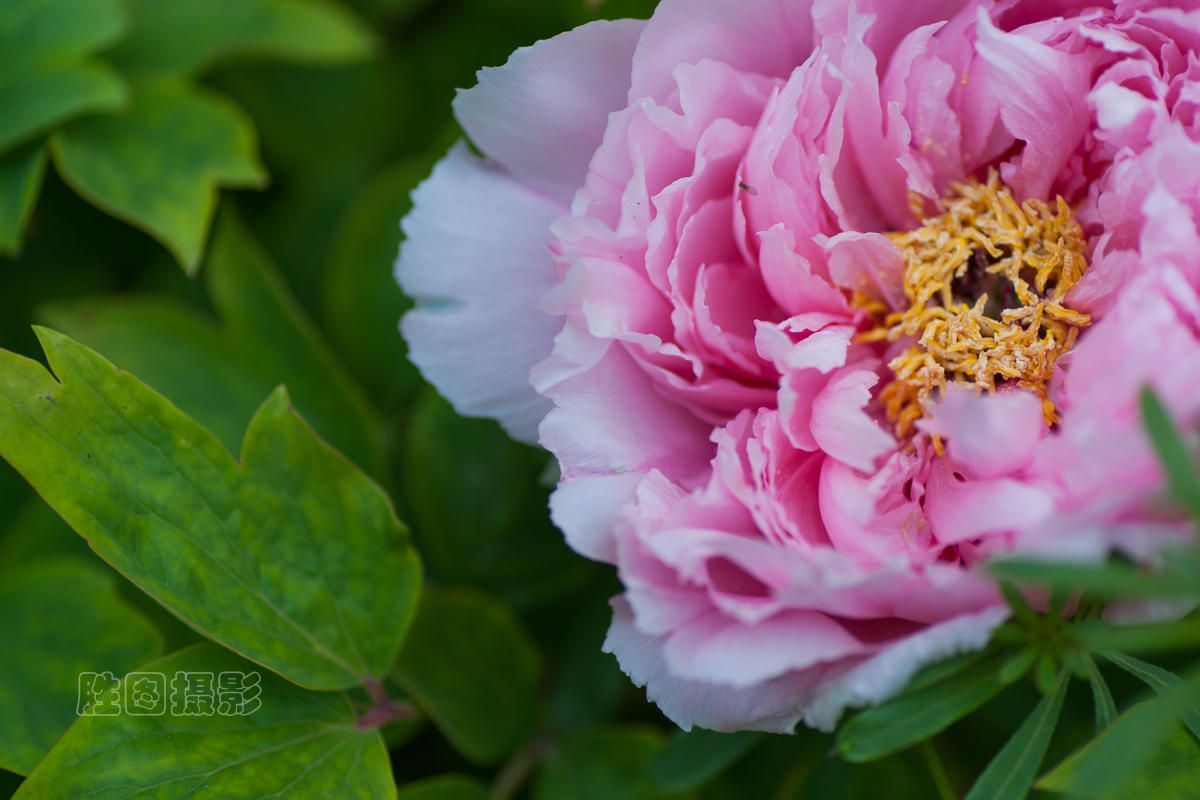 南通狼山牡丹节20151-125 秒 (f - 2.8)ISO 12590 mm-10.JPG