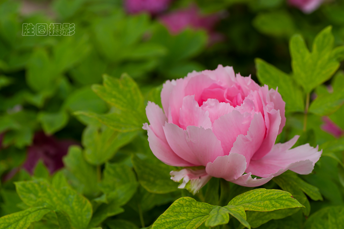 南通狼山牡丹节20151-160 秒 (f - 5.6)ISO 12590 mm-6.JPG