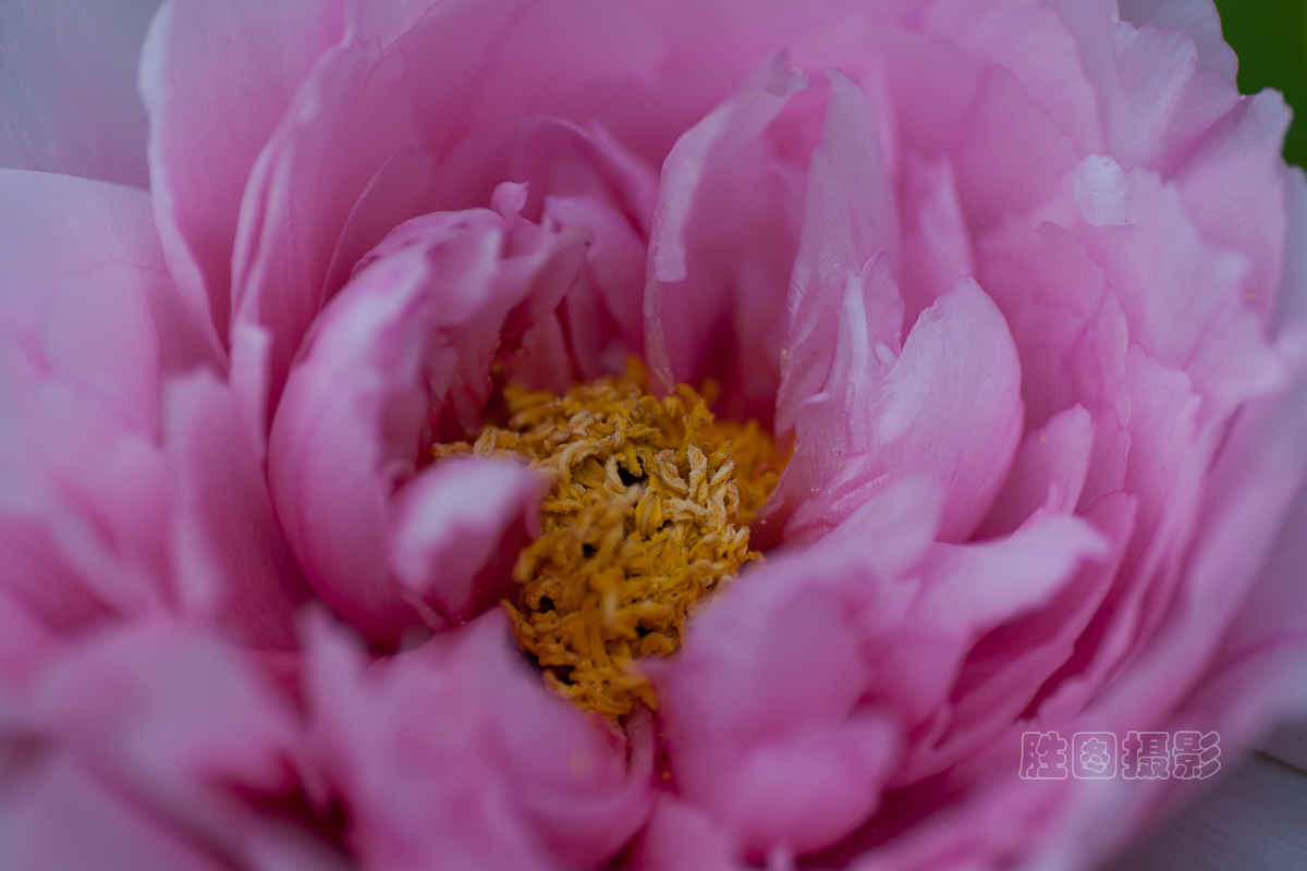 南通狼山牡丹节20151-200 秒 (f - 2.8)ISO 12590 mm-6.JPG