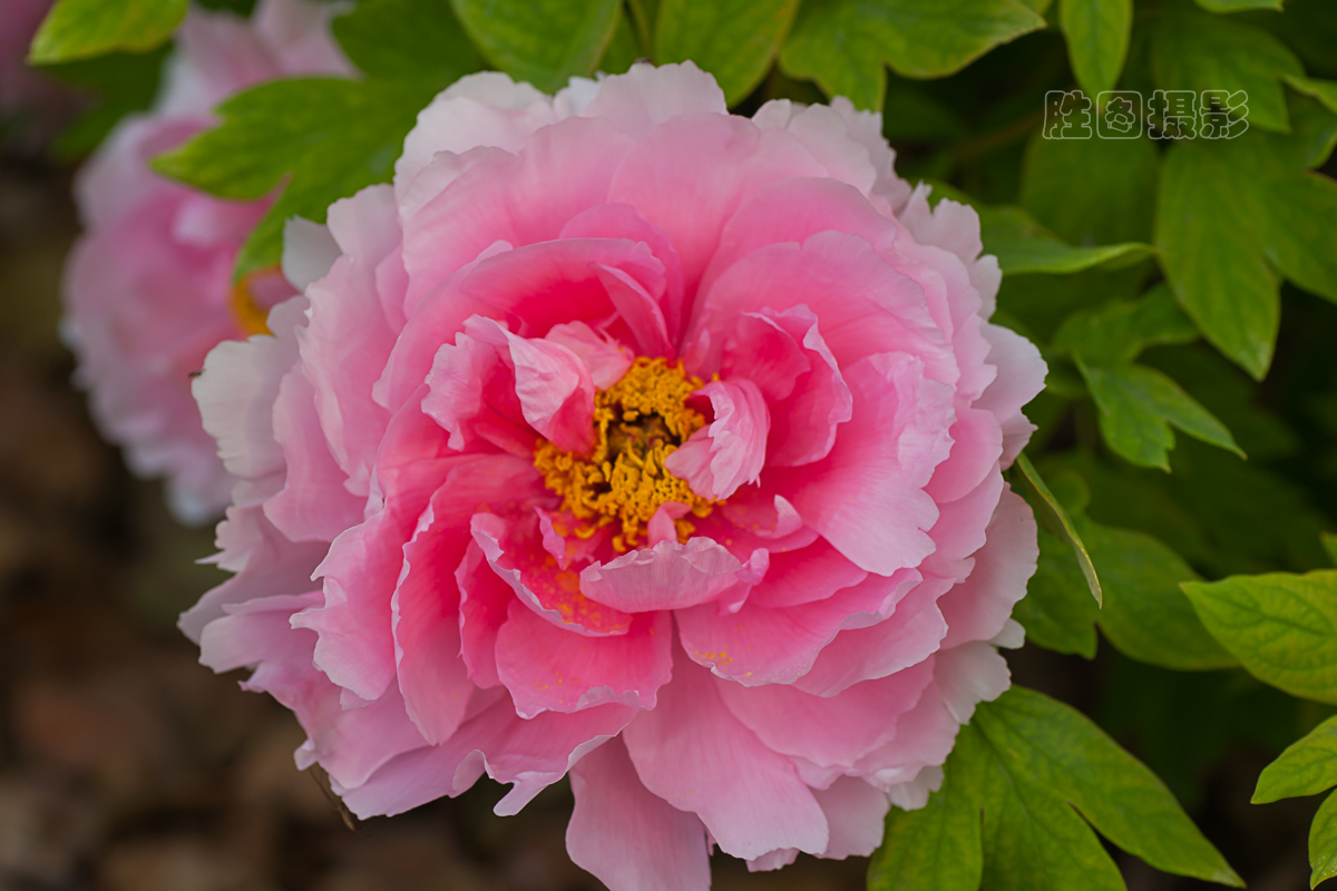 南通狼山牡丹节20151-250 秒 (f - 5.6)ISO 12590 mm-10.JPG