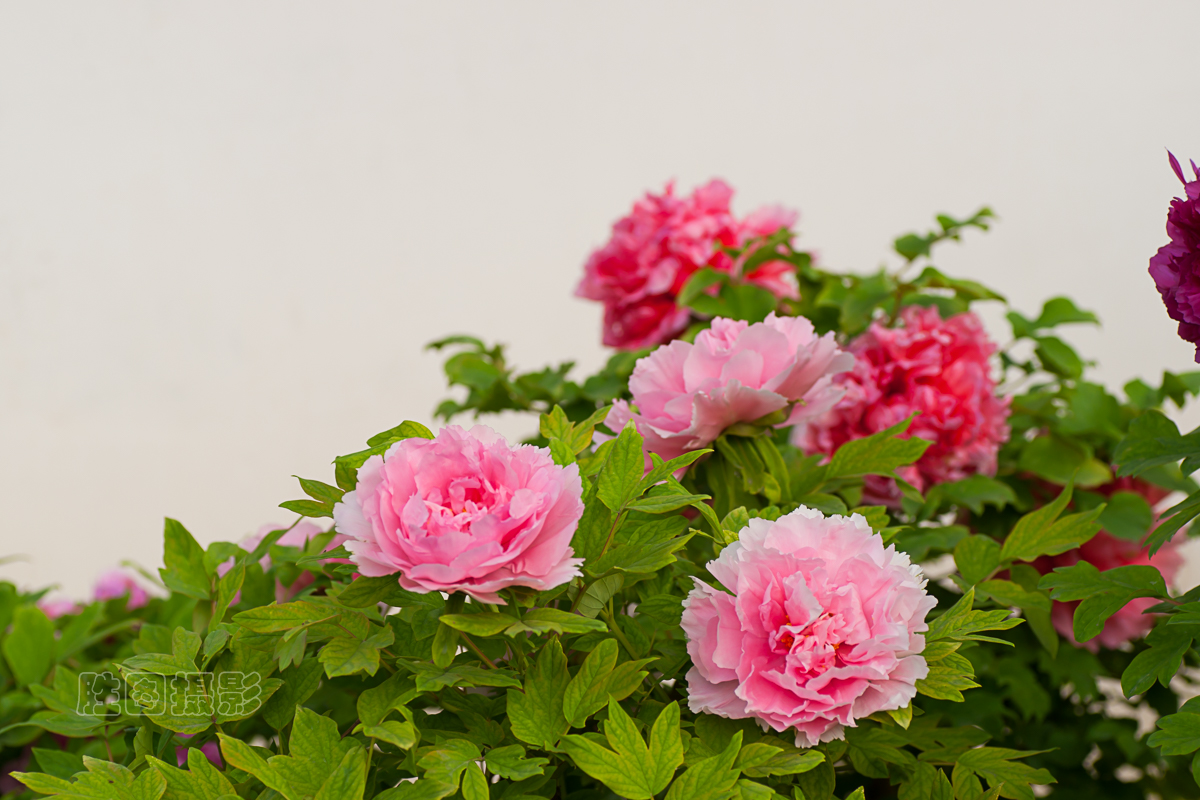 南通狼山牡丹节20151-250 秒 (f - 5.6)ISO 12590 mm-12.JPG