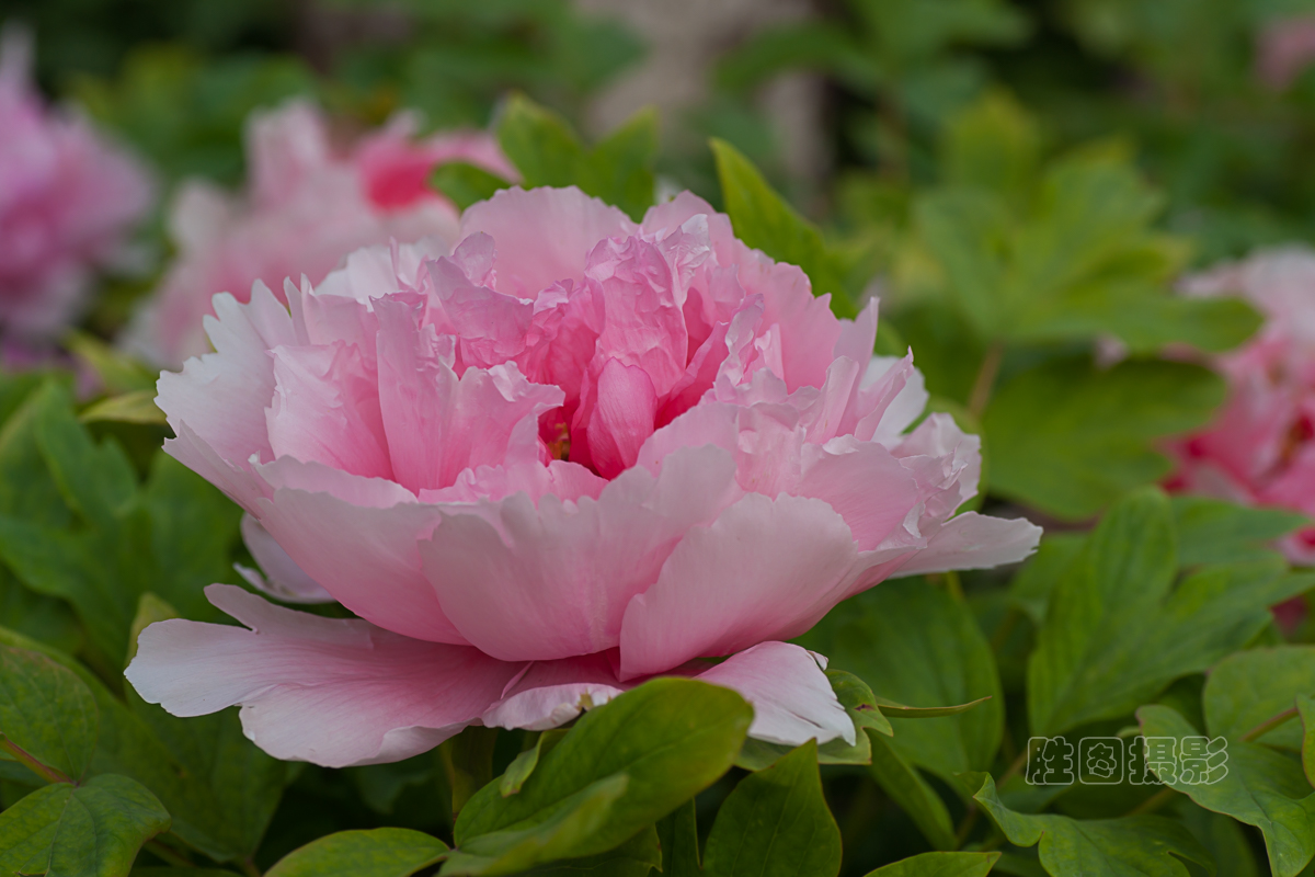 南通狼山牡丹节20151-250 秒 (f - 7.1)ISO 12590 mm-3.JPG